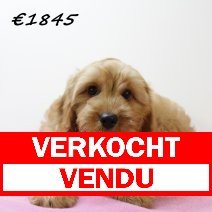 Cavapoo verkocht - vendu.jpg