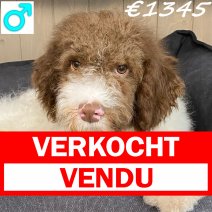 Lagotto Romagnolo 311024 M(HU7941) 150325 verkocht - vendu.jpg