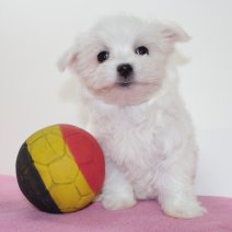 Maltezer 270125 F(BE9471) 040425.jpg