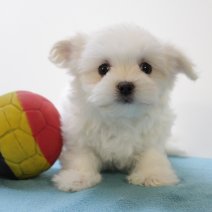 Maltezer 270125 M(BE9470) 040425.jpg