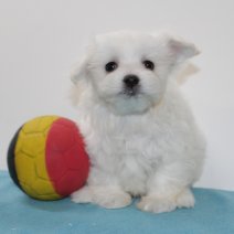 Maltezer 270125 M(BE9505) 040425.jpg