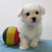 Maltezer 270125 M(BE9342) 040425.jpg