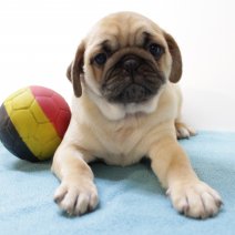 Mops 260125 M(BE4392) 040425.jpg