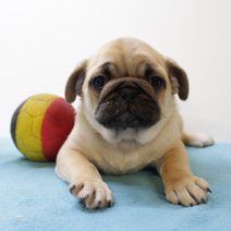 Mops 260125 M(BE3921) 040425.jpg