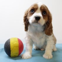 Cavalier King Charles 250125 M(BE3665) 040425.jpg