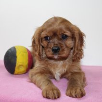 Cavalier King Charles 250125 F(BE4550) 040425.jpg