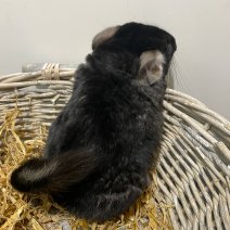 chinchilla 050425 (foto 1).jpg