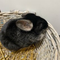 chinchilla 050425 (foto2).jpg