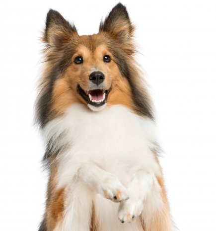 Sheltie (5).jpg