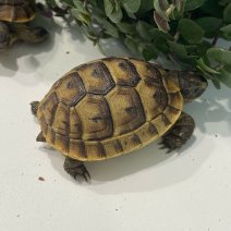 moorse landschildpad (testudo graeca ibera) 050425 (4).jpg