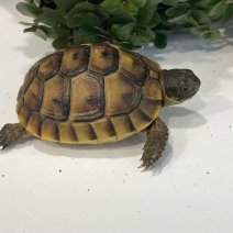 moorse landschildpad (testudo graeca ibera) 050425 (5).jpg