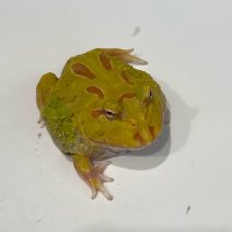 pacmankikker 050425 (albino 1).jpg