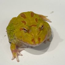 pacmankikker 050425 (albino 2).jpg