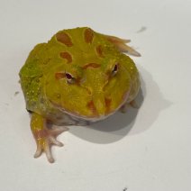 pacmankikker 050425 (albino 3).jpg