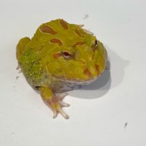 pacmankikker 050425 (albino 4).jpg