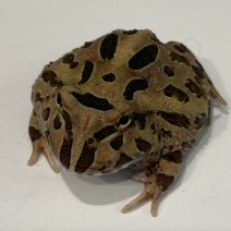 pacmankikker 050425 (coffee 1).jpg