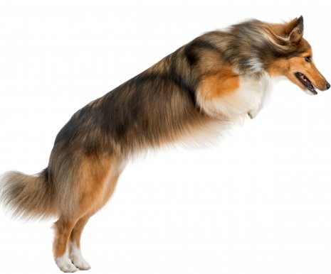 Sheltie (1)