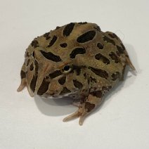 pacmankikker 050425 (coffee 2).jpg