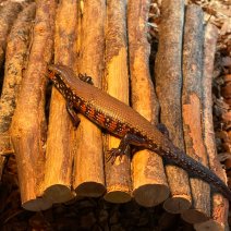 vuurskink 050425 (1).jpg
