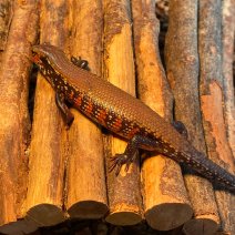 vuurskink 050425 (2).jpg