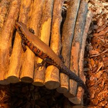 vuurskink 050425 (3).jpg