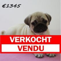 Mops F  081224 (HU9580) 260325 Verkocht - Vendu.jpg