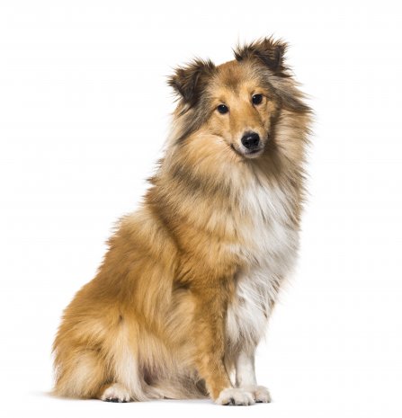 Sheltie (3)