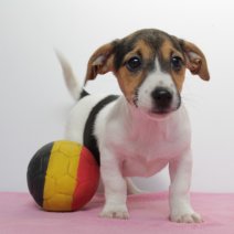 Jack Russell 310125 F (BE3089) 050425.JPG