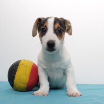 Jack Russell 310125 M (BE2933) 050425.JPG