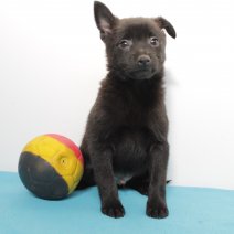 Schipperke 070225 M (BE3009) 050425.JPG