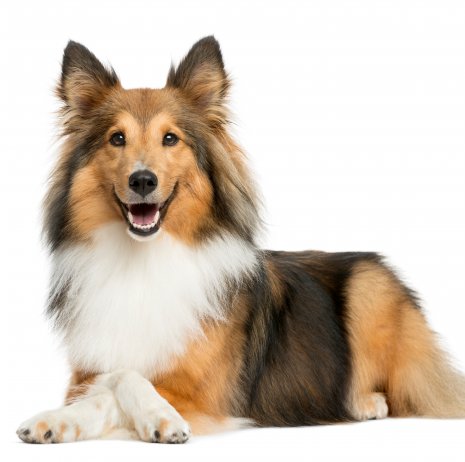 Sheltie (4)