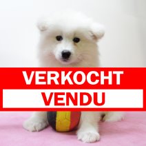 samojeed 171224(BE5158) 210225 verkocht - vendu.jpg