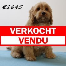 Cavapoo reutje verkocht - vendu.jpg