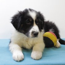 Australische herder 150125(BE2394) 210325.JPG
