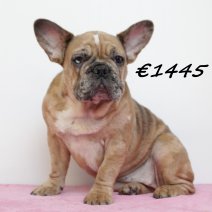 Franse Bulldog 260924 F(HU7848) 060425.jpg