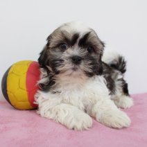 Lhasa Apso 300125 F (BE2923) 060425.JPG