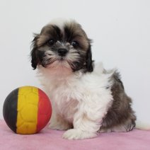 Lhasa Apso 300125 F (BE2927) 060425.JPG