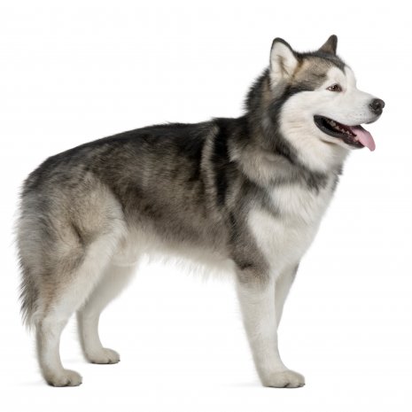 malamute1.jpg