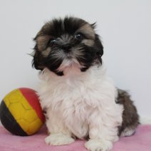 Lhasa Apso 300125 F (BE2937) 060425.JPG