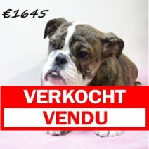 Engelse Bulldog V 041224 (HU9566) 260325 Verkocht - Vendu.jpg