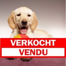 X Golden Retriever 050125 F (BE5946) 050425 Verkocht - Vendu.jpg