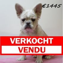 Franse Bulldog Fluffy V 111124 (HU0315) 260325 Verkocht - Vendu.jpg