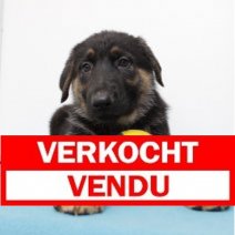 Duitse Herder 250125 M(BE2987) 040425 Verkocht - Vendu.jpg
