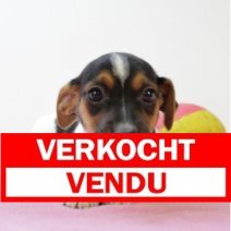 Jack Russell 260125 F (BE1550) 260325 Verkocht - Vendu.jpg