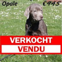 Labrador 061124 F (BE2807) 060425 Verkocht - Vendu.jpg