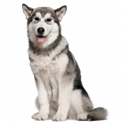 malamute