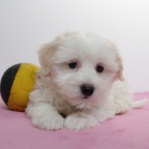 Maltezer 310125 F (BE1622) 060425.JPG