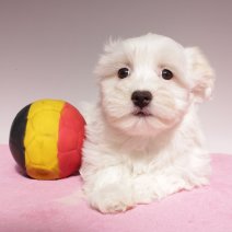 Maltezer 310125 F (BE1666) 060425.JPG