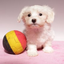Maltezer 310125 F (BE1692) 060425.JPG