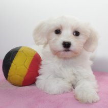 Maltezer 310125 F (BE2691) 060425.JPG